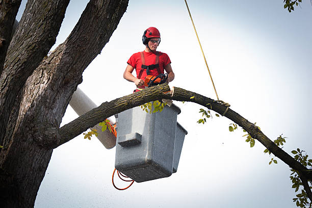 Tree Service